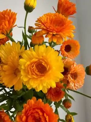 Fiesta Gitana mix Fiesta Gitana mix