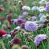 Scabiosa atropurpurea Mix