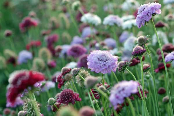 Scabiosa atropurpurea Mix