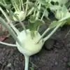 Koolrabi Lanro