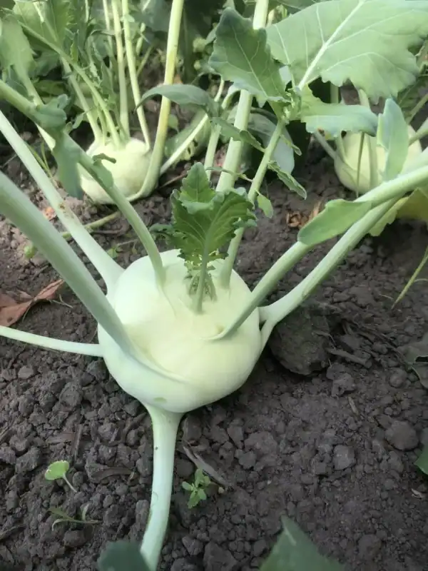 Koolrabi Lanro