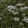 Kervel bloem