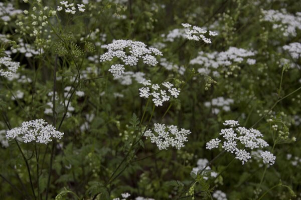 Kervel bloem
