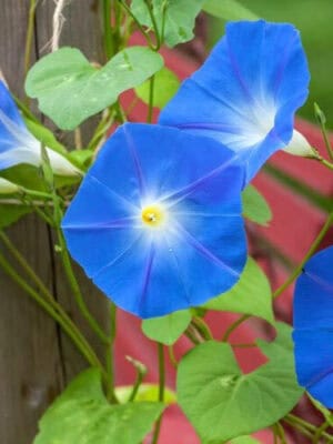 Clark's Blue Clark's Blue