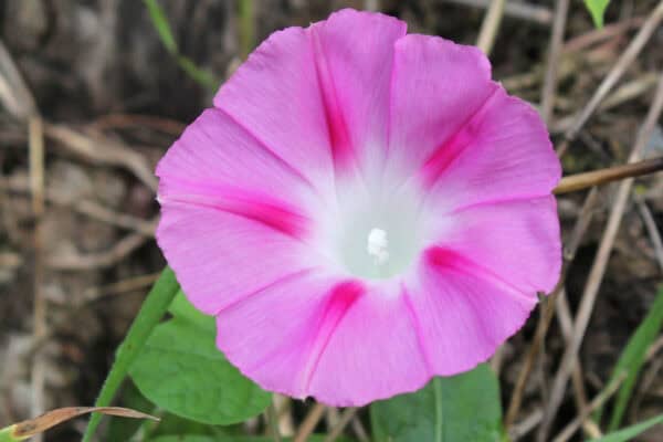 Klimmende Winde Roze Klimmende Winde Roze