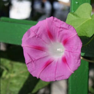 Klimmende Winde Roze