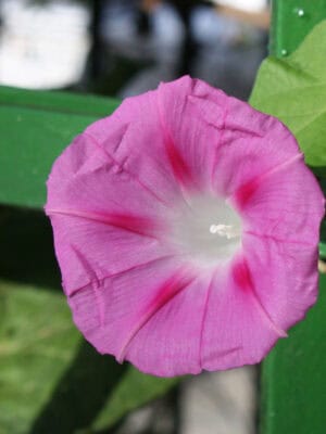 Klimmende Winde Roze Klimmende Winde Roze