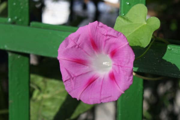Klimmende Winde Roze Klimmende Winde Roze