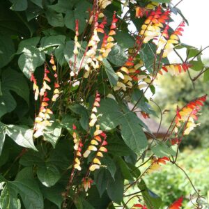 Spaanse Vlag Mina lobata