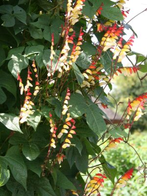 Spaanse Vlag Mina lobata Spaanse Vlag Mina lobata