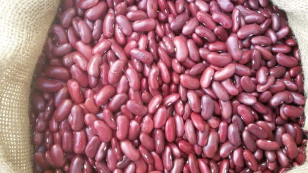 Kidney-rode-nierboon-1-scaled Kidney Boon