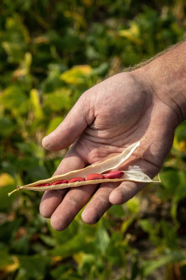 Kidneybonen-in-de-hand_2022-09-15-052257 Stambonen Kidney Boon