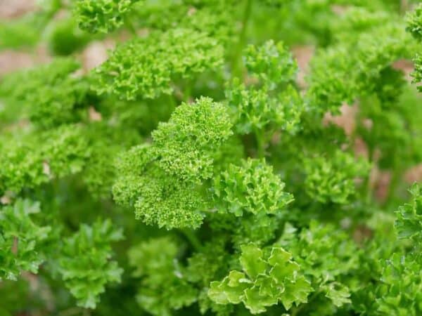 Buzzy Organic Peterselie Gekrulde Donkergroene BIO