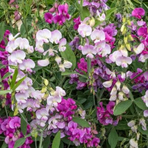 lathyrus latifolius
