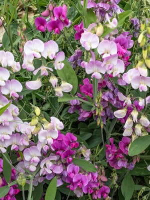 lathyrus latifolius lathyrus latifolius