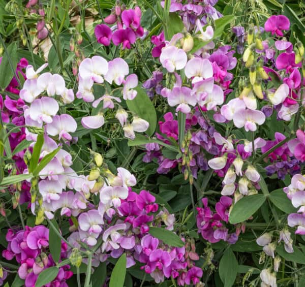 lathyrus latifolius lathyrus latifolius