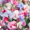 siererwt lathyrus odorata little sweetheart mix