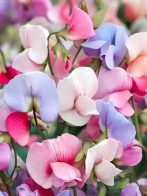 siererwt lathyrus odorata little sweetheart mix siererwt lathyrus odorata little sweetheart mix