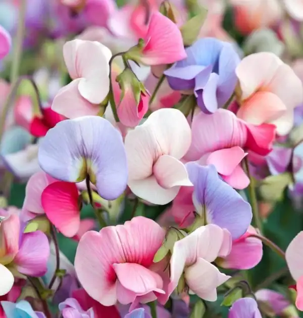 siererwt lathyrus odorata little sweetheart mix