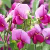 siererwt lathyrus odoratus royal pink