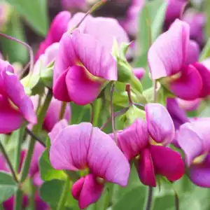 siererwt lathyrus odoratus royal pink