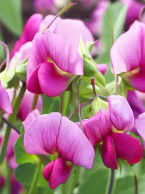 siererwt lathyrus odoratus royal pink siererwt lathyrus odoratus royal pink