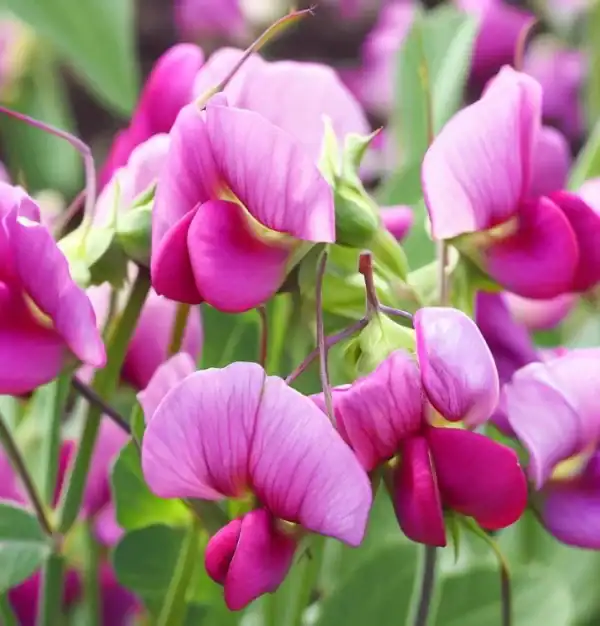 siererwt lathyrus odoratus royal pink
