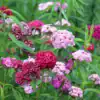 Dianthus Barbatus mix