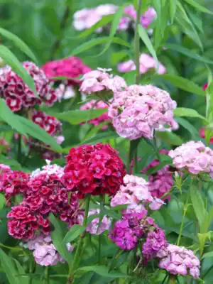 Dianthus Barbatus mix