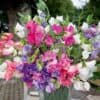siererwt lathyrus odorata little sweetheart mix