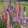 Delphinium Consolida Ajacis Mix Delphinium Consolida Ajacis Mix