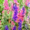 Delphinium Consolida Ajacis Mix Delphinium Consolida Ajacis Mix