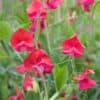 Siererwt Lathyrus Odoratus Royal Red