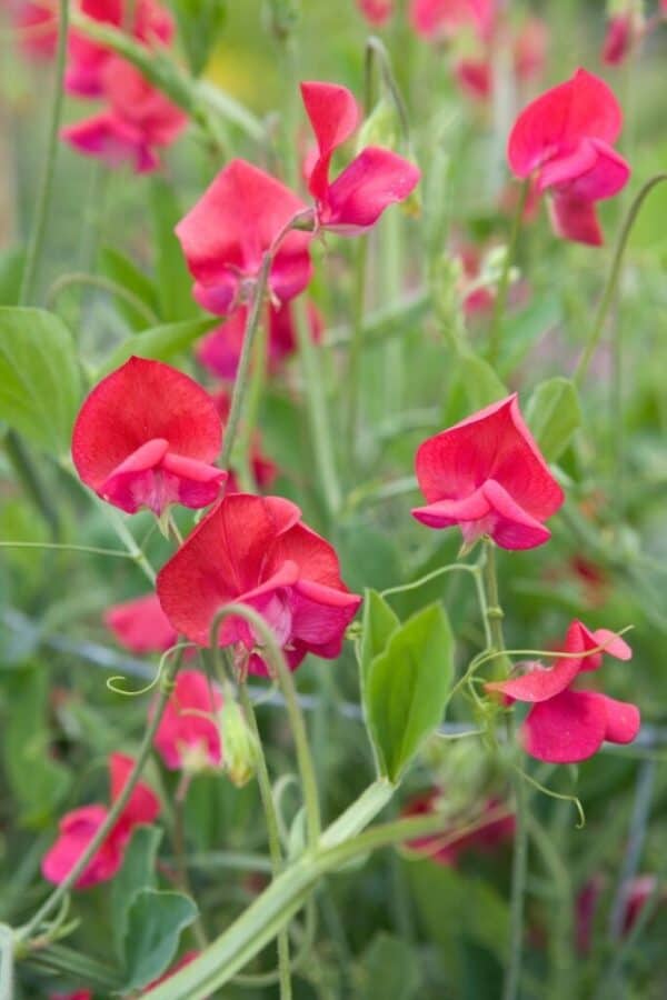 Siererwt Lathyrus Odoratus Royal Red