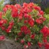 Siererwt Lathyrus Odoratus Royal Red