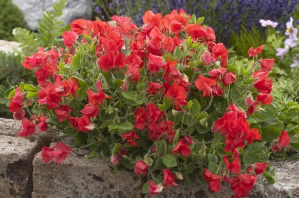 Siererwt Lathyrus Odoratus Royal Red
