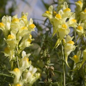 Cruydt Hoeck Vlasbekje