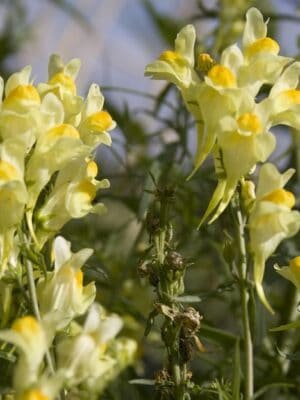Cruydt Hoeck Vlasbekje Cruydt Hoeck Vlasbekje