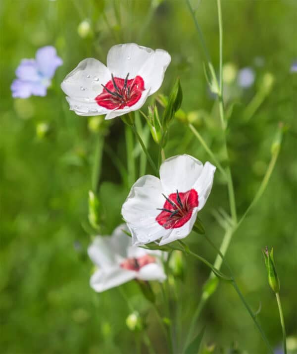 Vlas Linum grandiflorum Bright Eyes