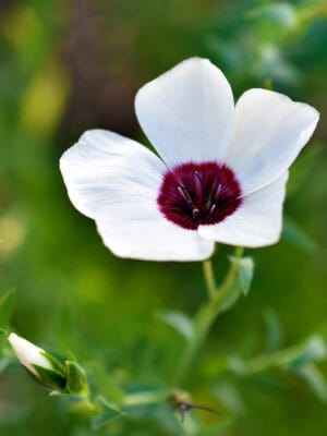 Vlas Linum grandiflorum Bright Eyes Vlas Linum grandiflorum Bright Eyes