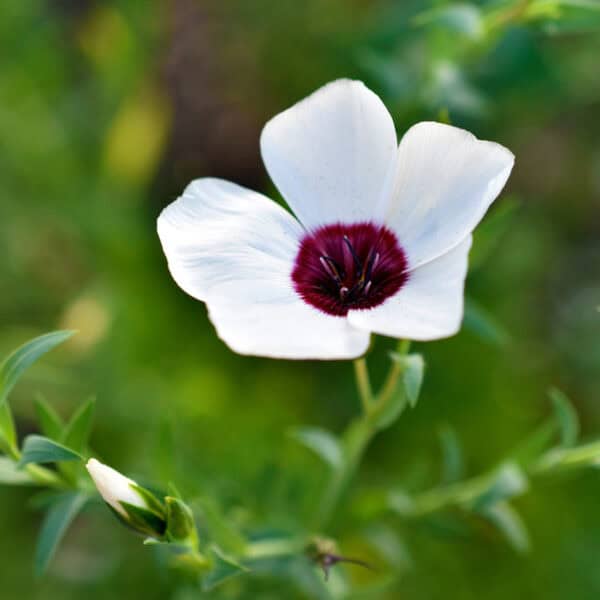 Vlas Linum grandiflorum Bright Eyes