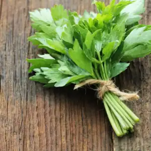 Maggikruid