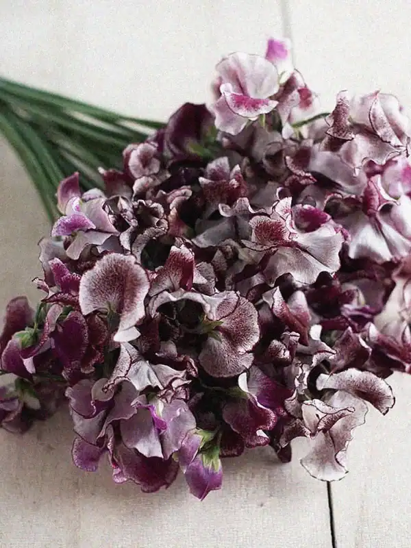 Siererwt Lathyrus Odoratus Wiltshire Ripple