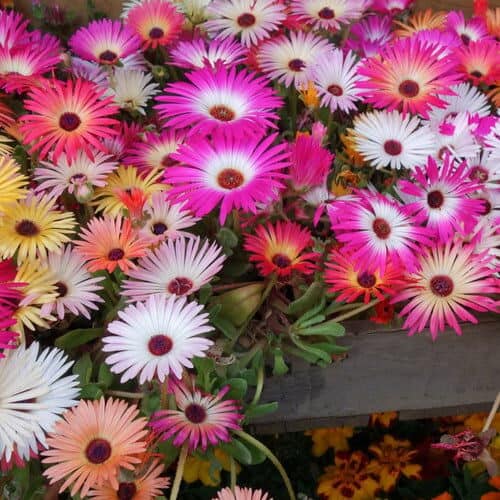 Ijsbloem Gemengd Mesembryanthemum