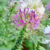Kattesnor Cleome Colour Fountain mix