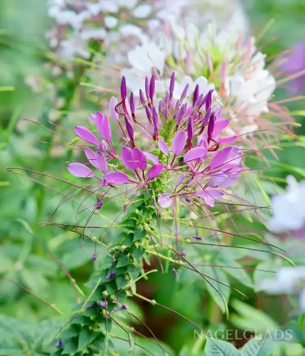 Kattesnor Cleome Colour Fountain mix