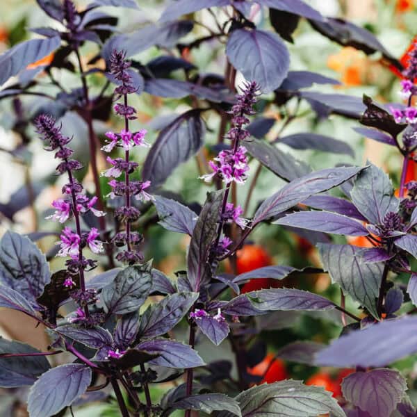 Buzzy Organic Basilicum Red Rubin BIO