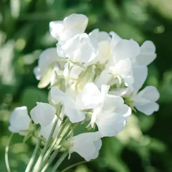 Siererwt Lathyrus Odoratus Royal Wedding