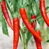 MJ_peper_cayennelongslim Spaanse Peper Cayenne