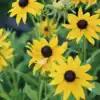 Rudbeckia hirta Gloriosa Daisy Rudbeckia hirta Gloriosa Daisy